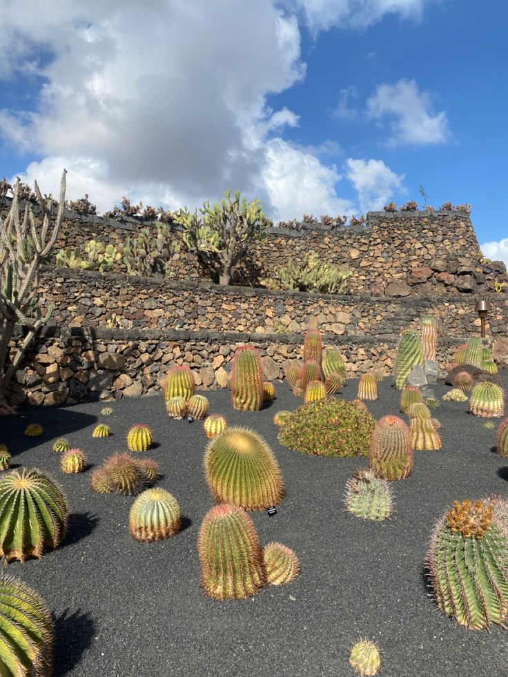 many cactus plants are growing on the ground near a stone wall and blue sky with white clouds