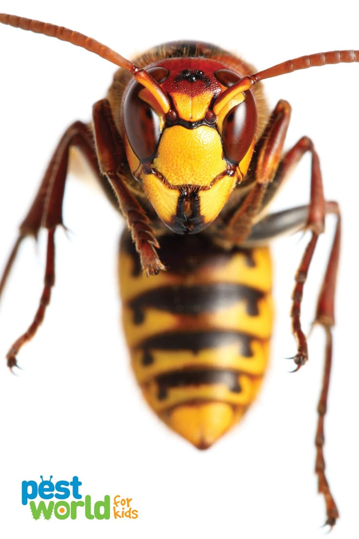 a large yellow and black insect on a white background