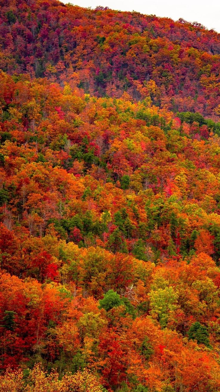 an autumn scene with colorful trees in the background and a mountain covered in fall foliage