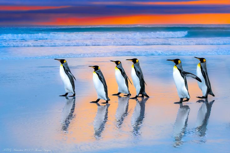 four penguins are walking along the beach at sunset with their reflection in the wet sand