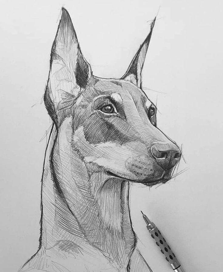 a pencil drawing of a doberman hound with a pen in it's mouth