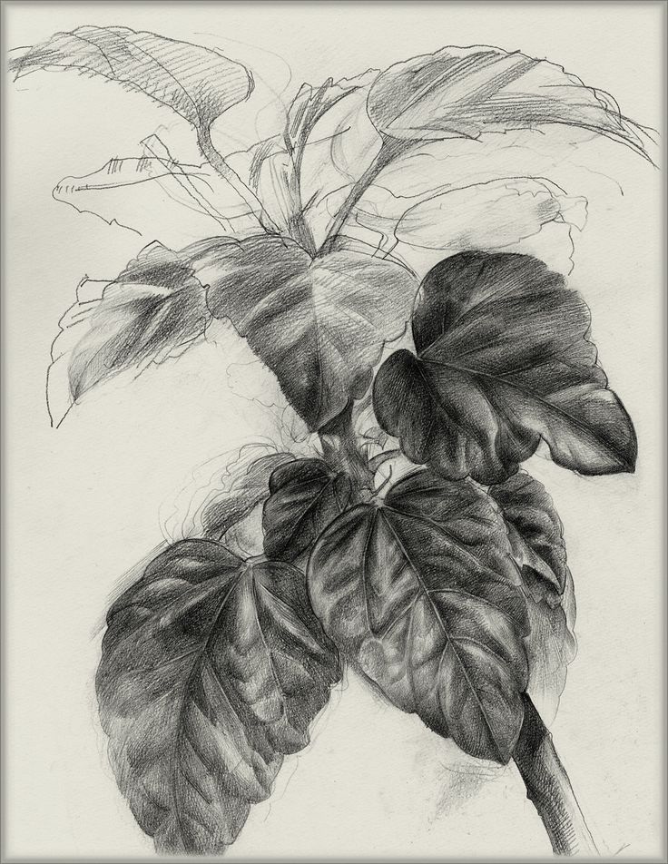 a pencil drawing of a plant with leaves