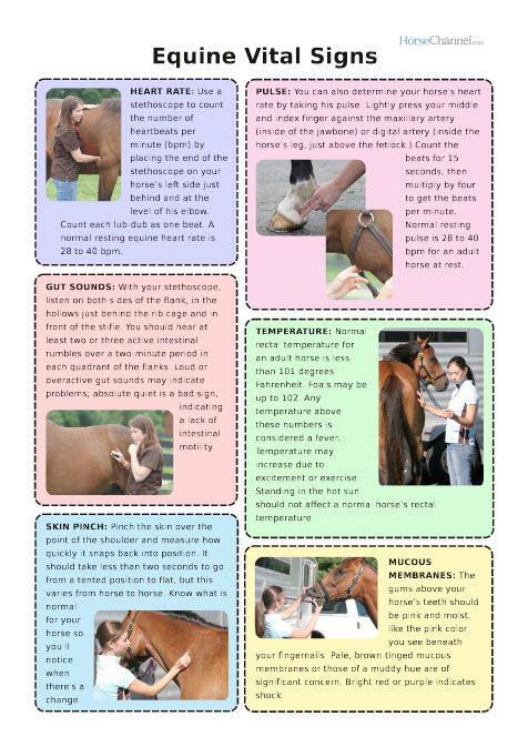 a poster with pictures of horses and their names on it's sides, including the words equine vital signs