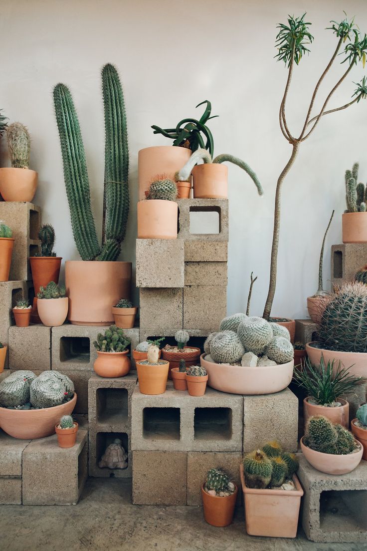 many potted plants and cacti are arranged on concrete blocks