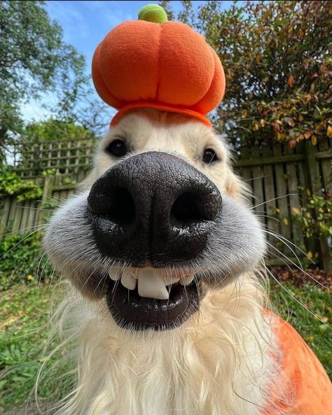 a white dog wearing an orange hat with a pumpkin on it's head and smiling