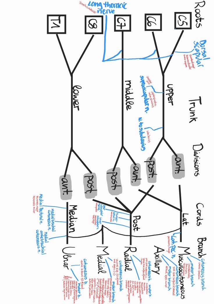 an image of a tree diagram with words and numbers on the bottom left hand corner