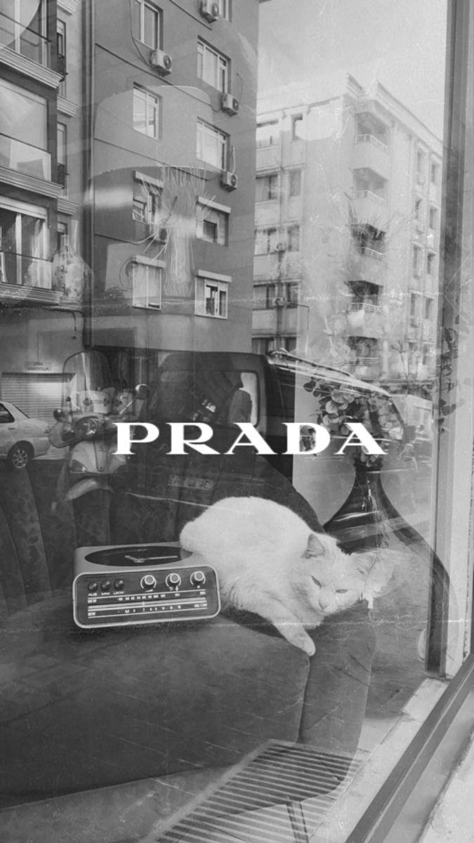 a black and white photo of a cat sleeping on a couch in front of a window