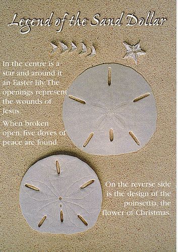 two sand dollars are on the beach with starfish and seagulls around them