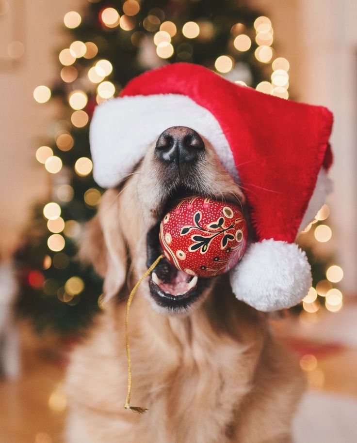 a dog wearing a santa hat and holding a christmas ornament in its mouth