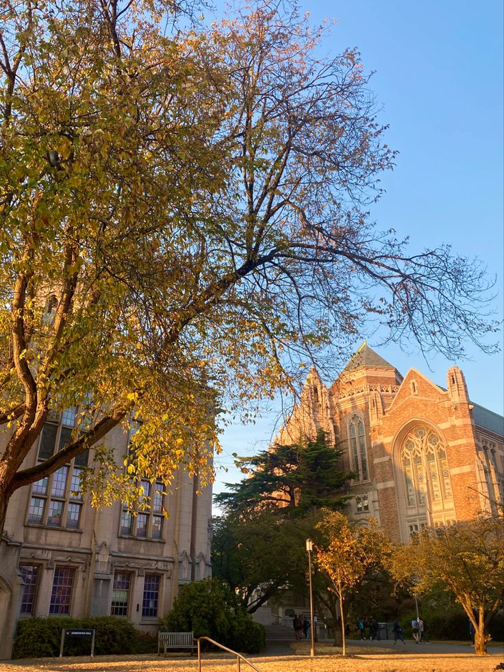 a tree in front of a large building on a sunny day