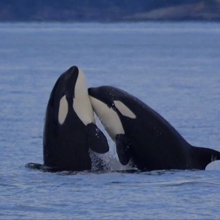 two black and white orca whales in the water