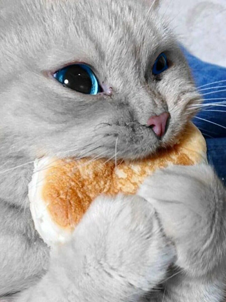 a gray cat with blue eyes holding a stuffed animal