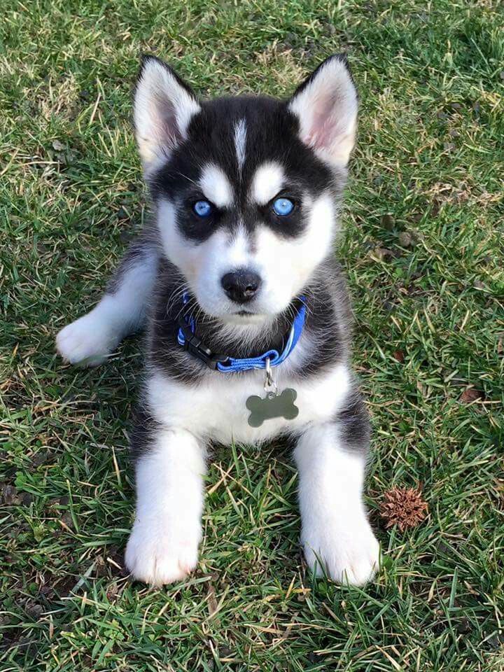 a husky puppy with blue eyes laying in the grass