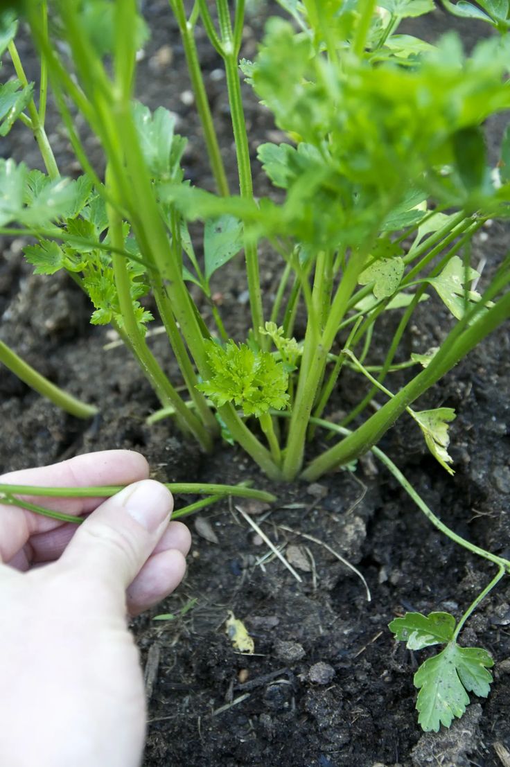 a hand is reaching for some green plants in the dirt with leaves growing out of it