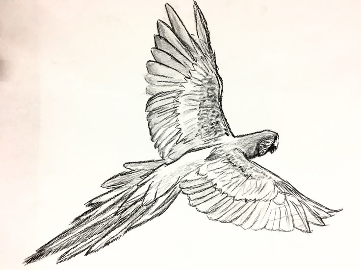 a drawing of a bird flying in the sky