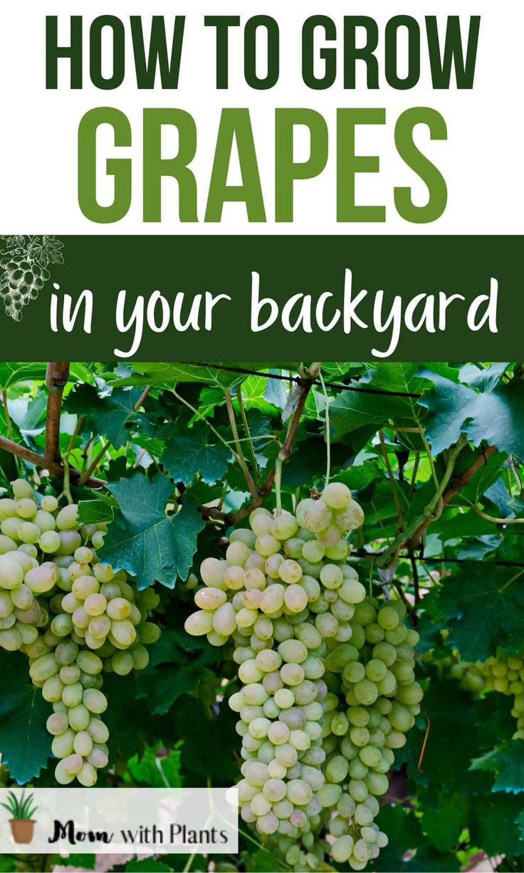 grapes growing on the vine with text overlay how to grow grapes in your backyard