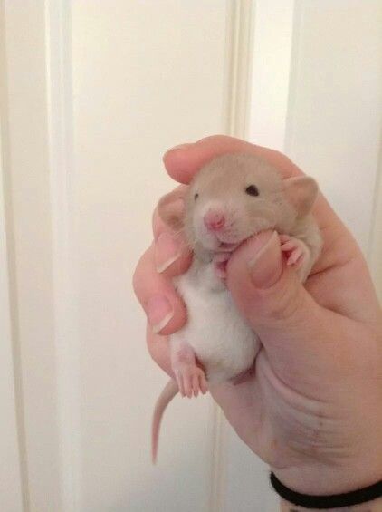 a person holding a small mouse in their hand