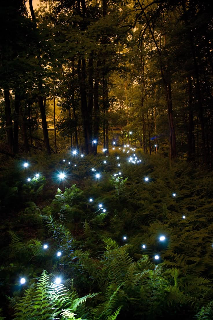 some lights that are on the ground in the woods with ferns and trees around them