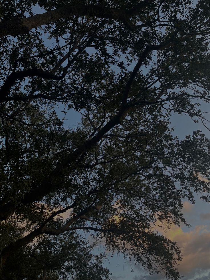 an airplane is flying in the sky with trees and clouds behind it at sunset or dawn