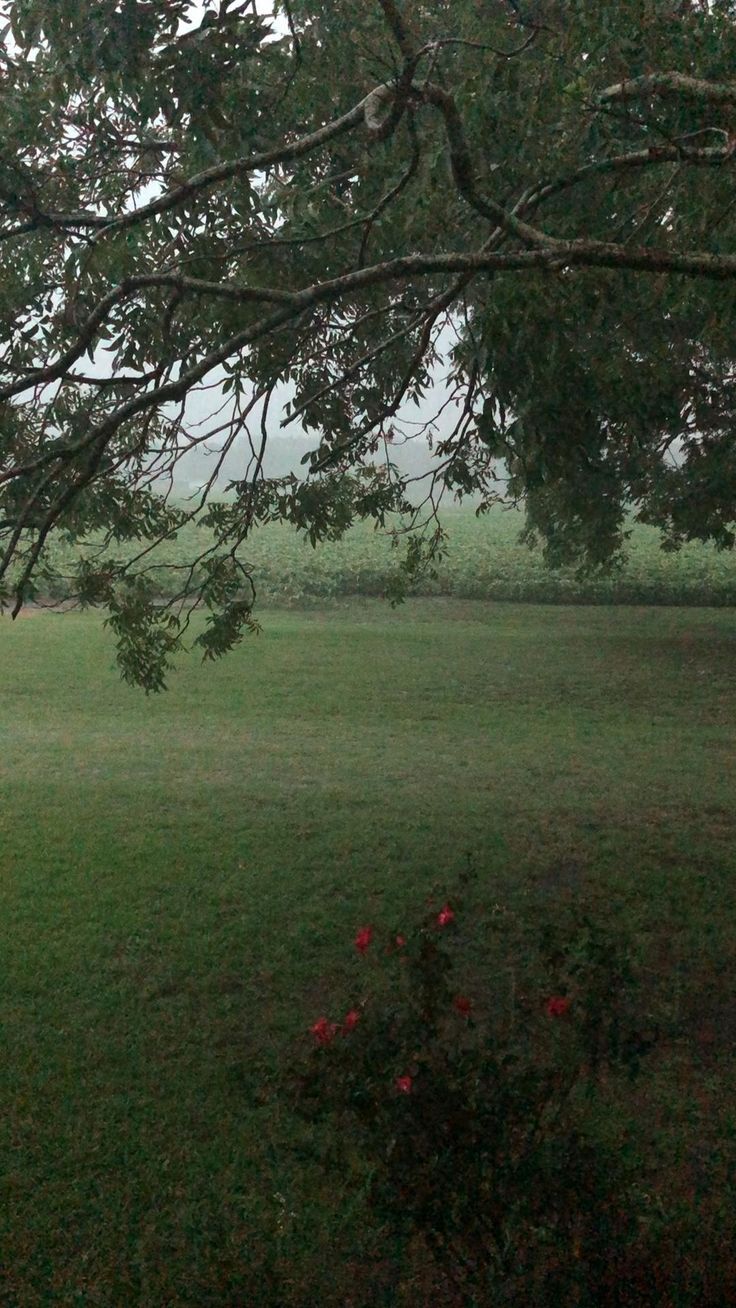 an open field with trees and grass in the foreground on a foggy day