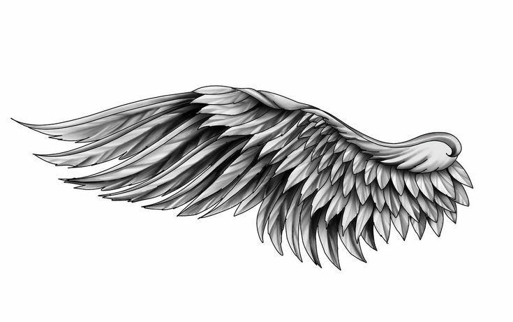 an artistic black and white drawing of wings