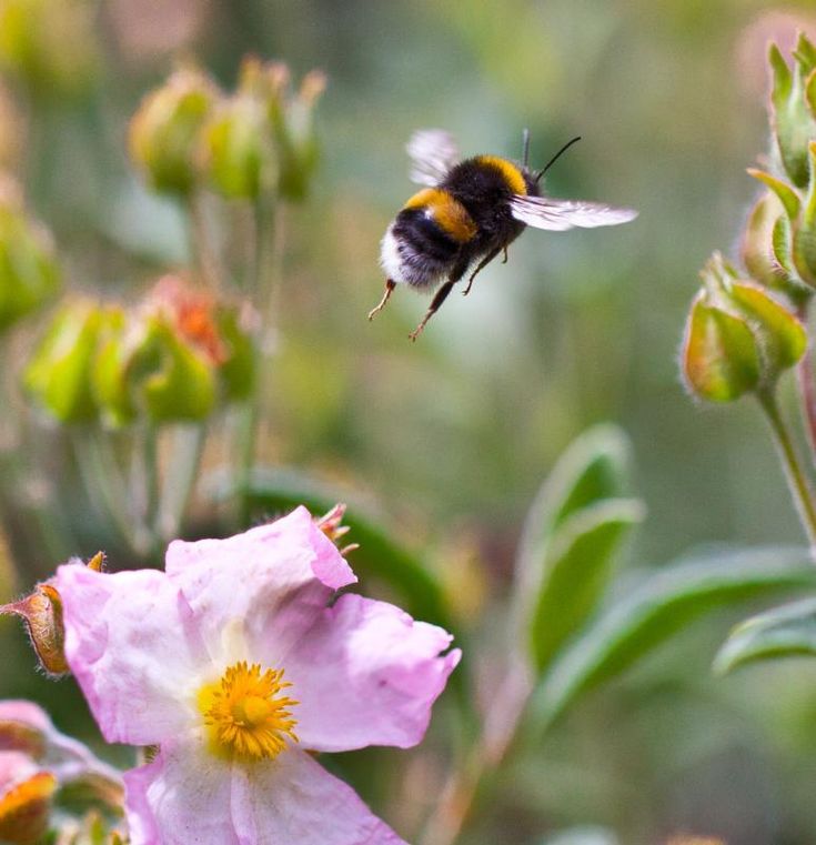 a bee flying over pink flowers with green leaves in the foreground and another yellow and white flower in the background