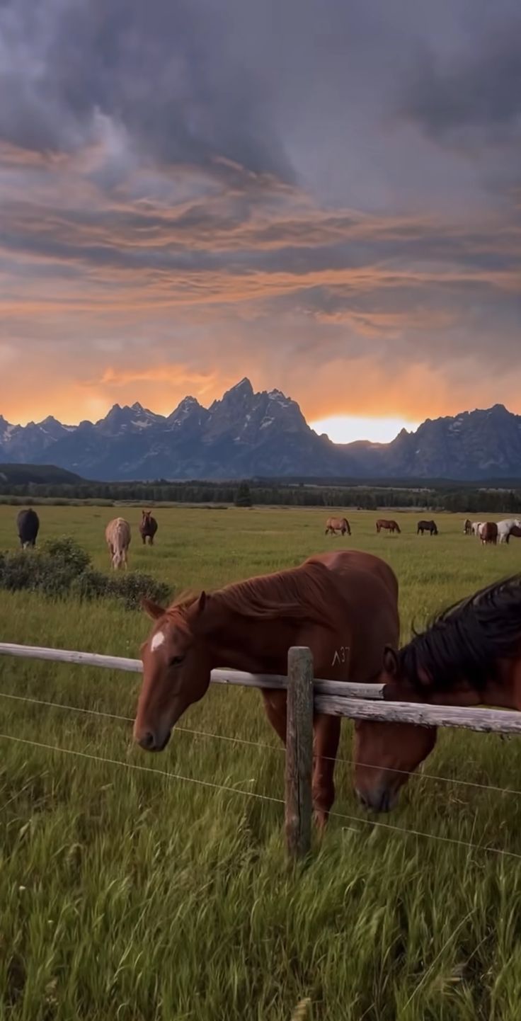 a horse leaning over a fence to look at the grass and mountains in the distance