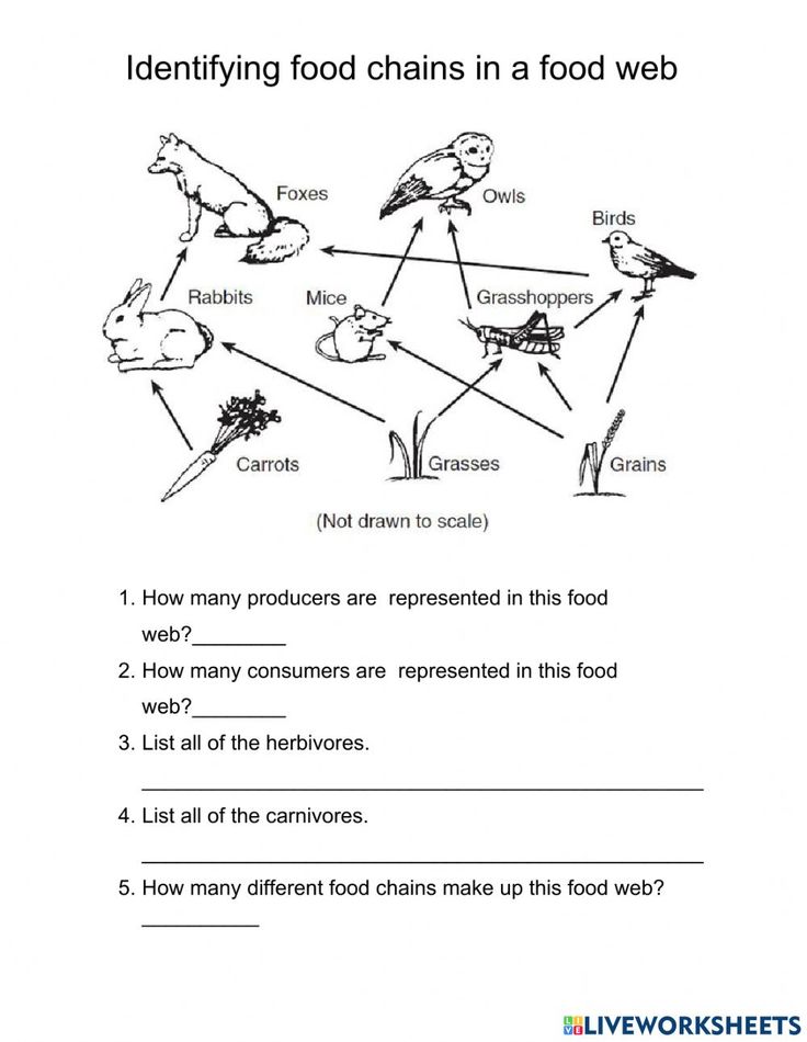 the food chain worksheet is shown in this image, and it shows how many foods