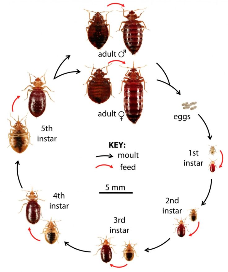 the life cycle of bed bugs and how they can help you get ridding them