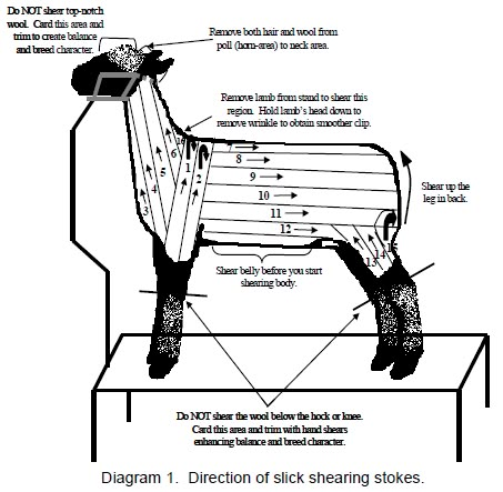 the diagram shows how to use shears for sheep's coat