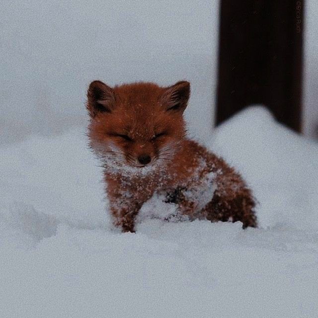 a small red fox in the snow with it's eyes closed