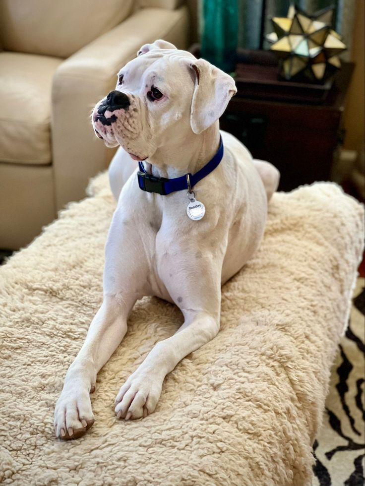 a large white dog laying on top of a bed