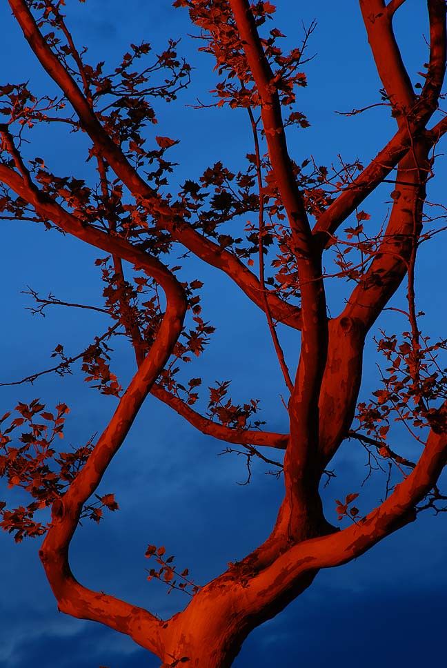 a tree with red leaves against a blue sky