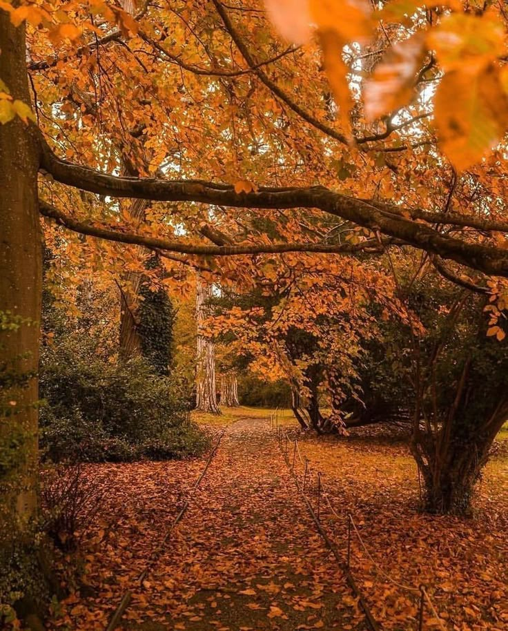 an autumn scene with leaves on the ground