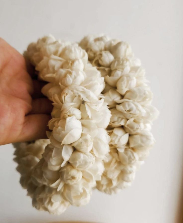 a hand holding some kind of white flower