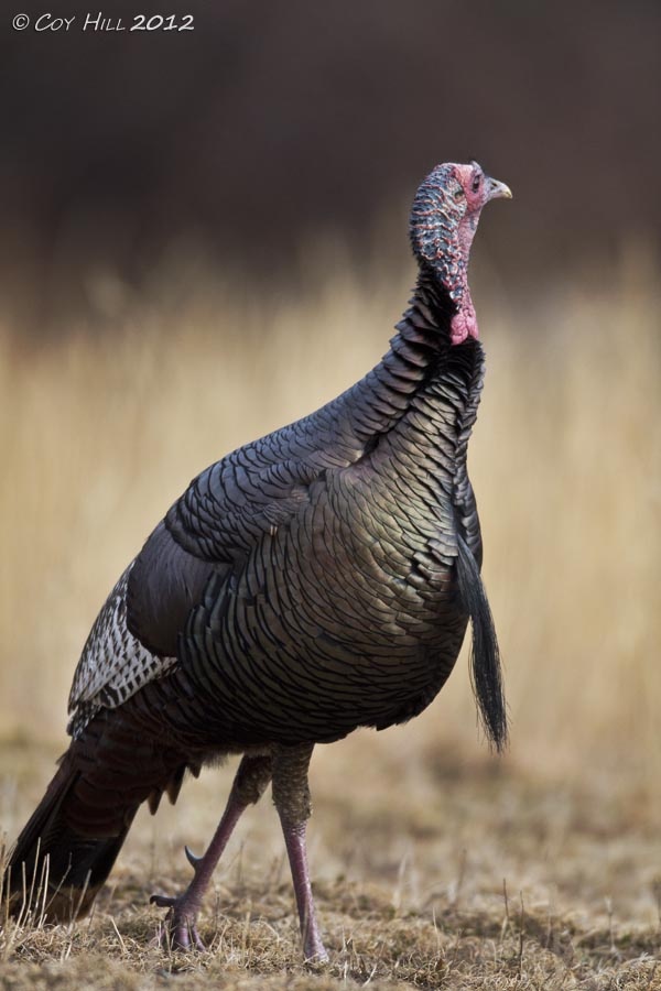 a close up of a turkey walking on the ground with grass in the foreground