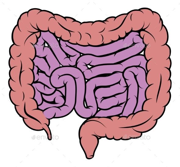 an illustration of the human digest in pink and purple colors, with small intestions