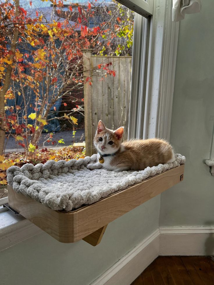 an orange and white cat laying on top of a window sill next to a tree