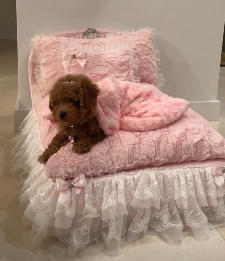 a small brown dog laying on top of a pink bed with white ruffles