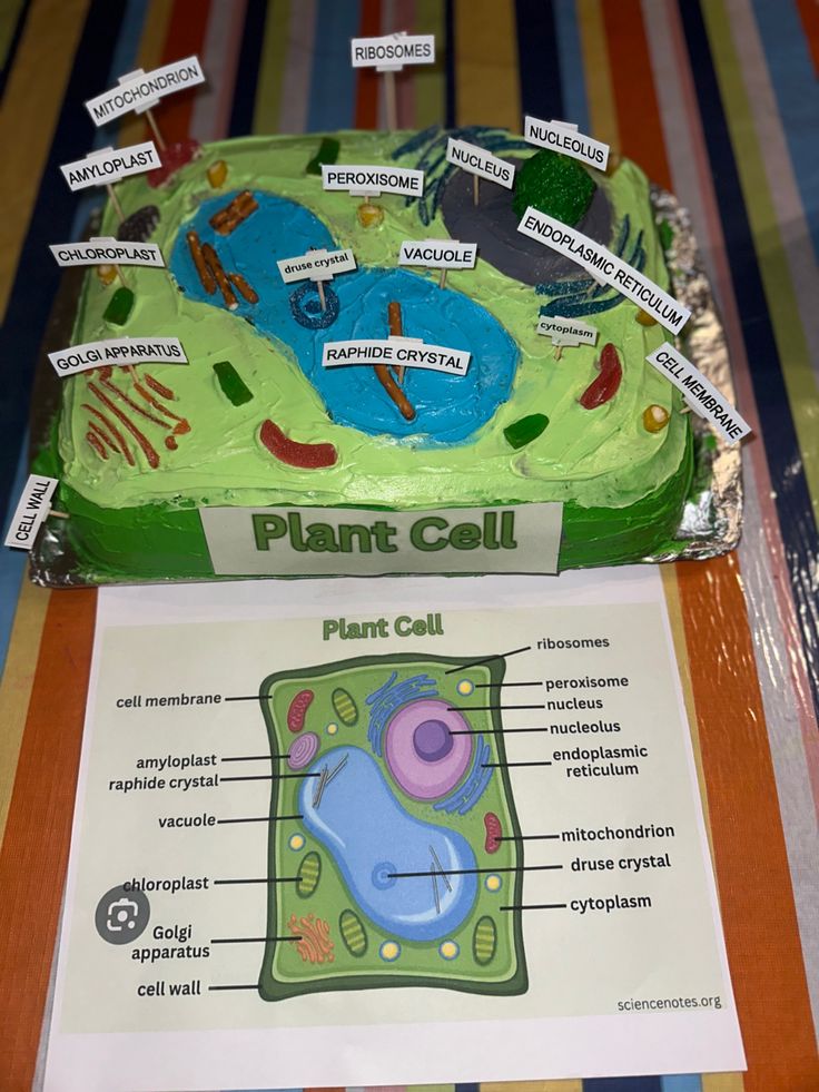 a cake that is shaped like a plant cell and labeled with labels on it sitting on a table