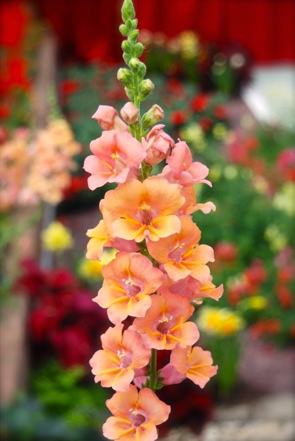 an orange and pink flower with lots of flowers in the background