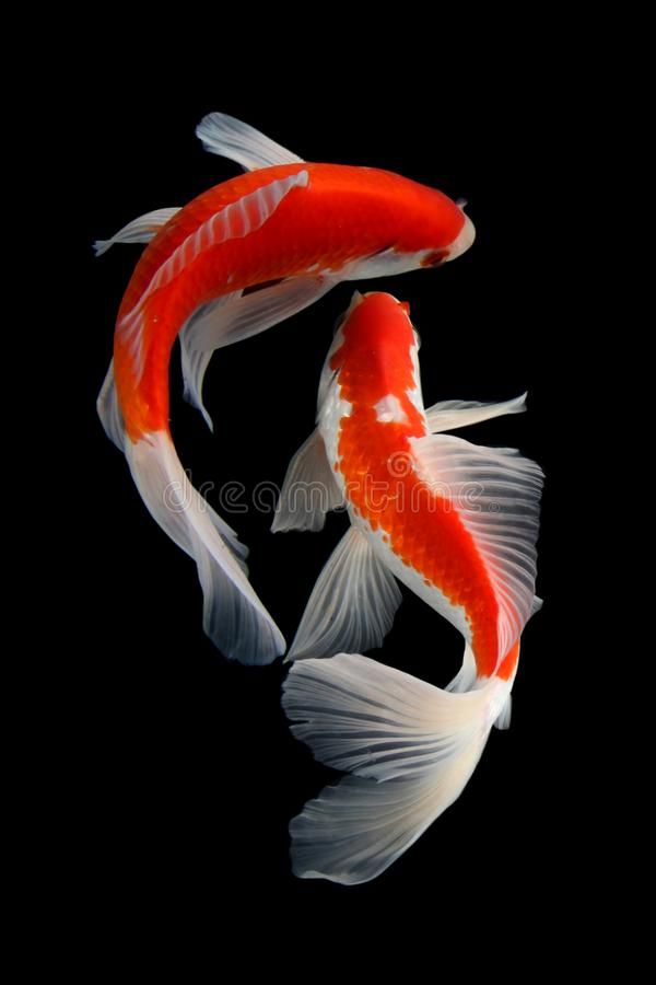 two orange and white koi fish swimming in the dark water with their tails curled up