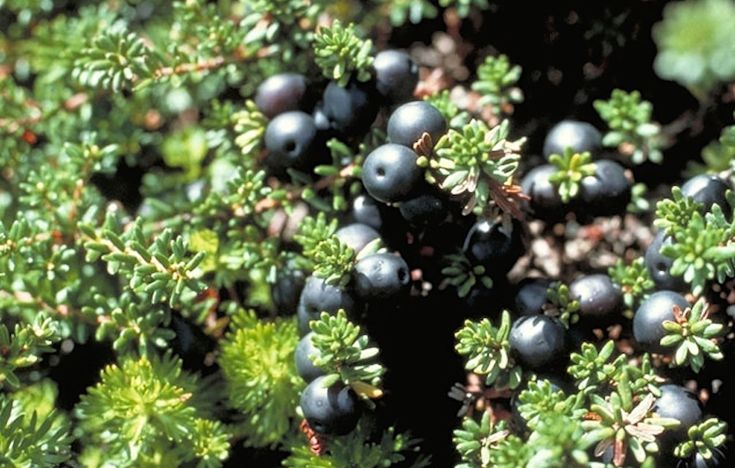 some black berries are growing on the tree