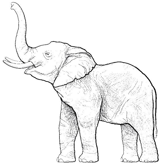 an elephant with tusks standing in front of a white background, drawn by hand