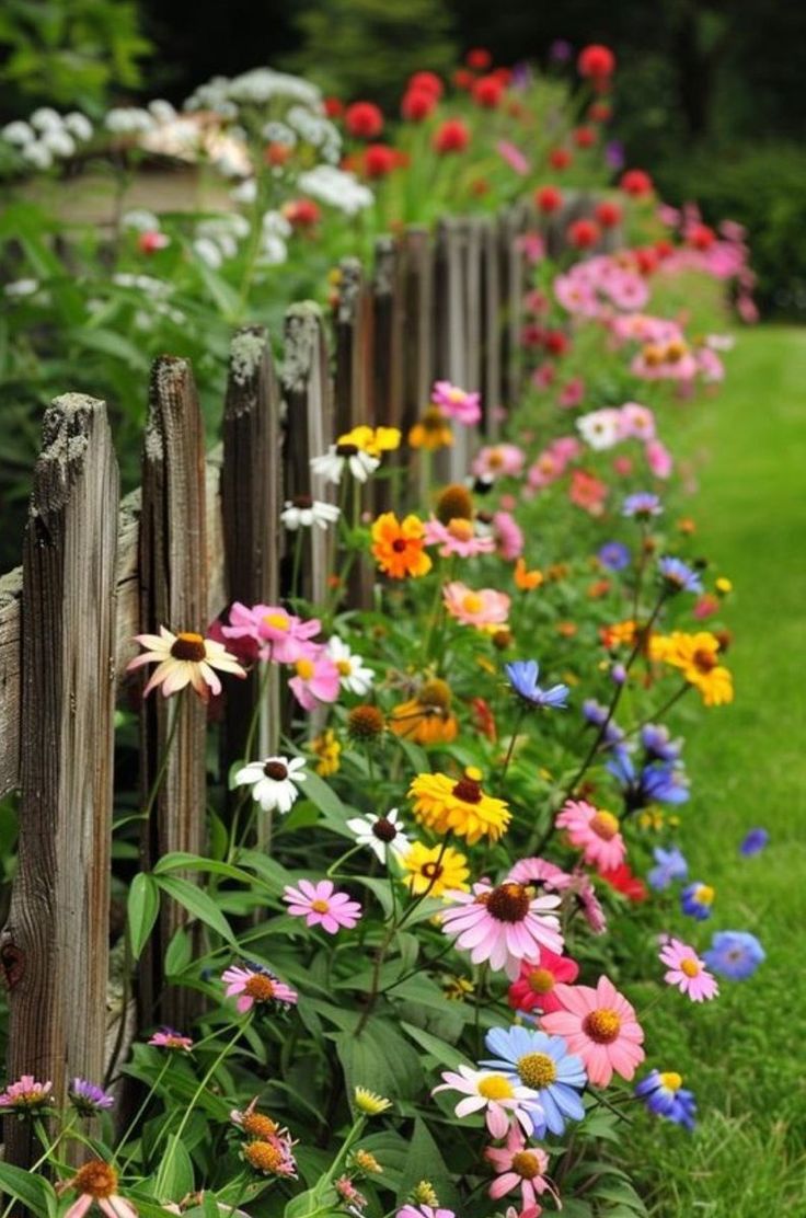 colorful flowers line the side of a wooden fence