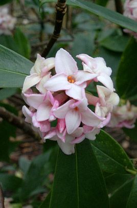 pink and white flowers blooming on green leaves