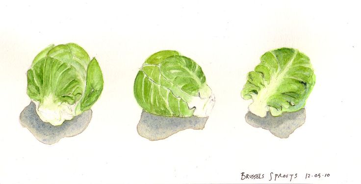 three heads of lettuce are shown in this watercolor drawing, and the third one is green