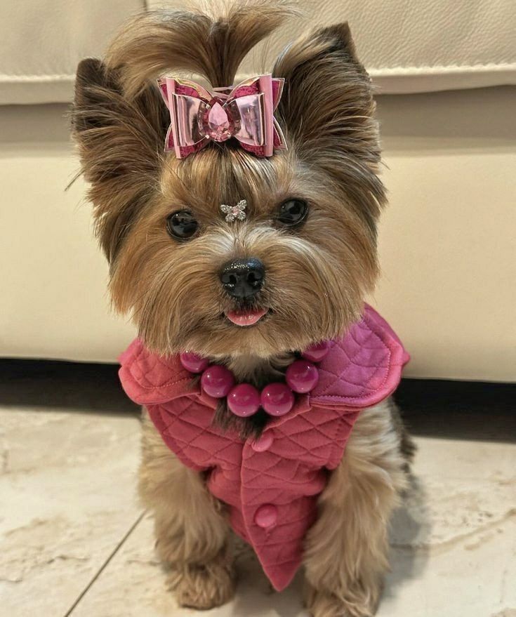 a small brown dog wearing a pink dress