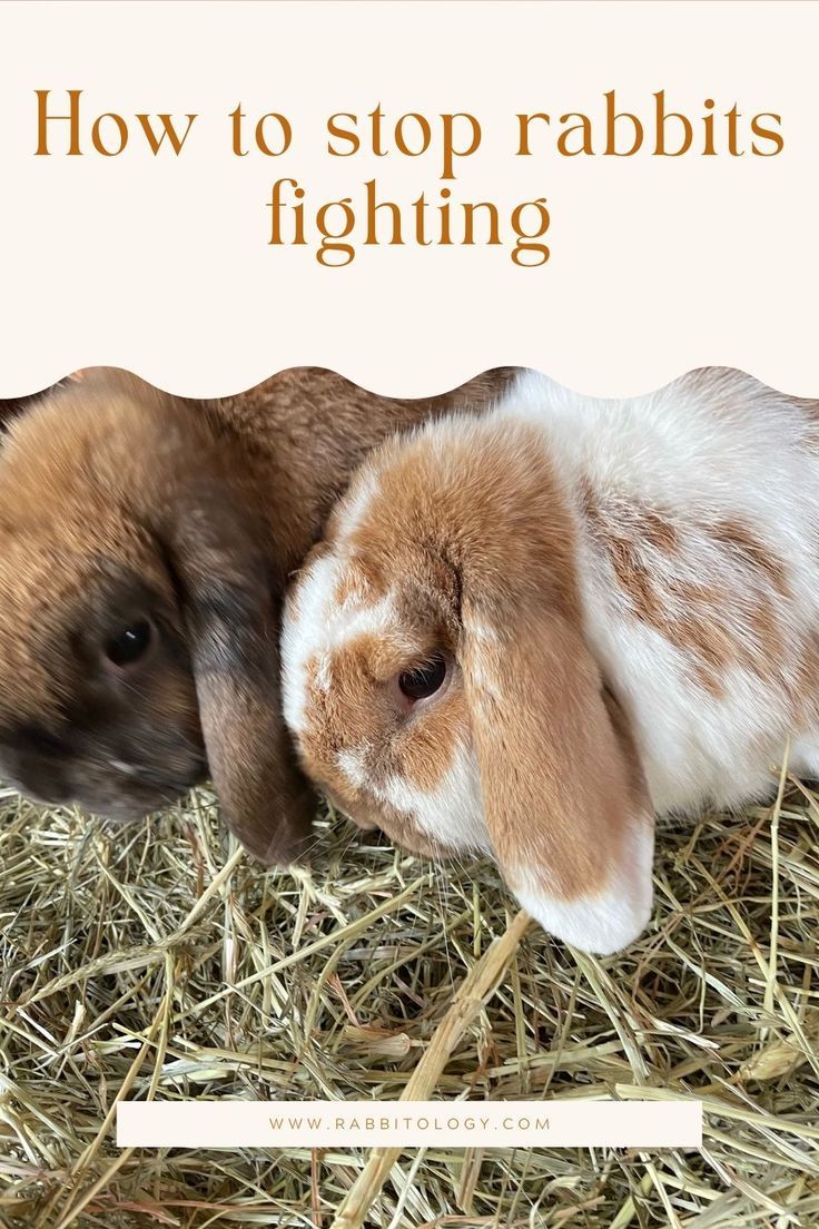 Bonding Rabbits, Rabbit Bonding, Rabbit Information, Rabbit Stuff, House Bunny, Pet Rabbit Care, Female Rabbit, Giant Rabbit, Raising Rabbits