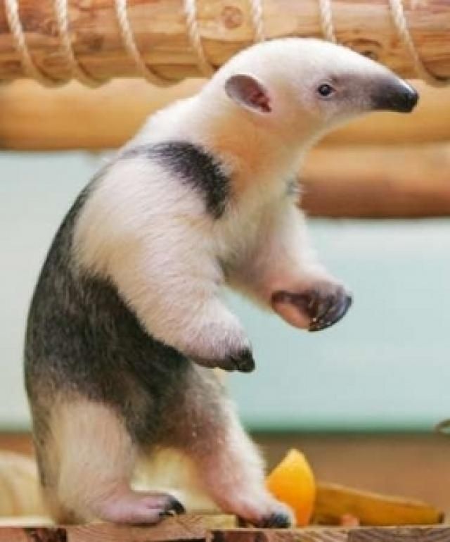 a small white and black animal standing on top of a wooden table next to a banana